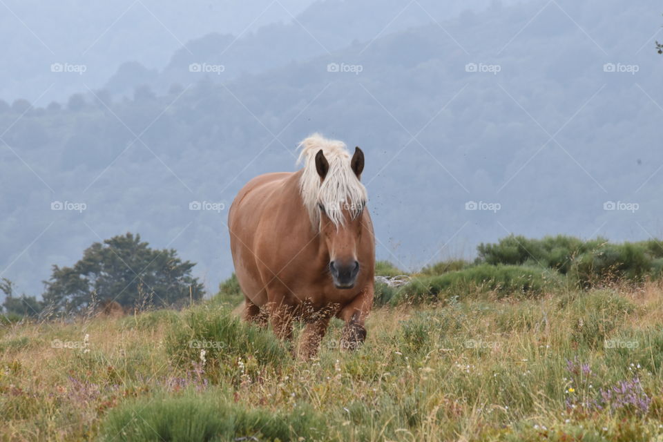 Wild free range horse with wildnarutras background 