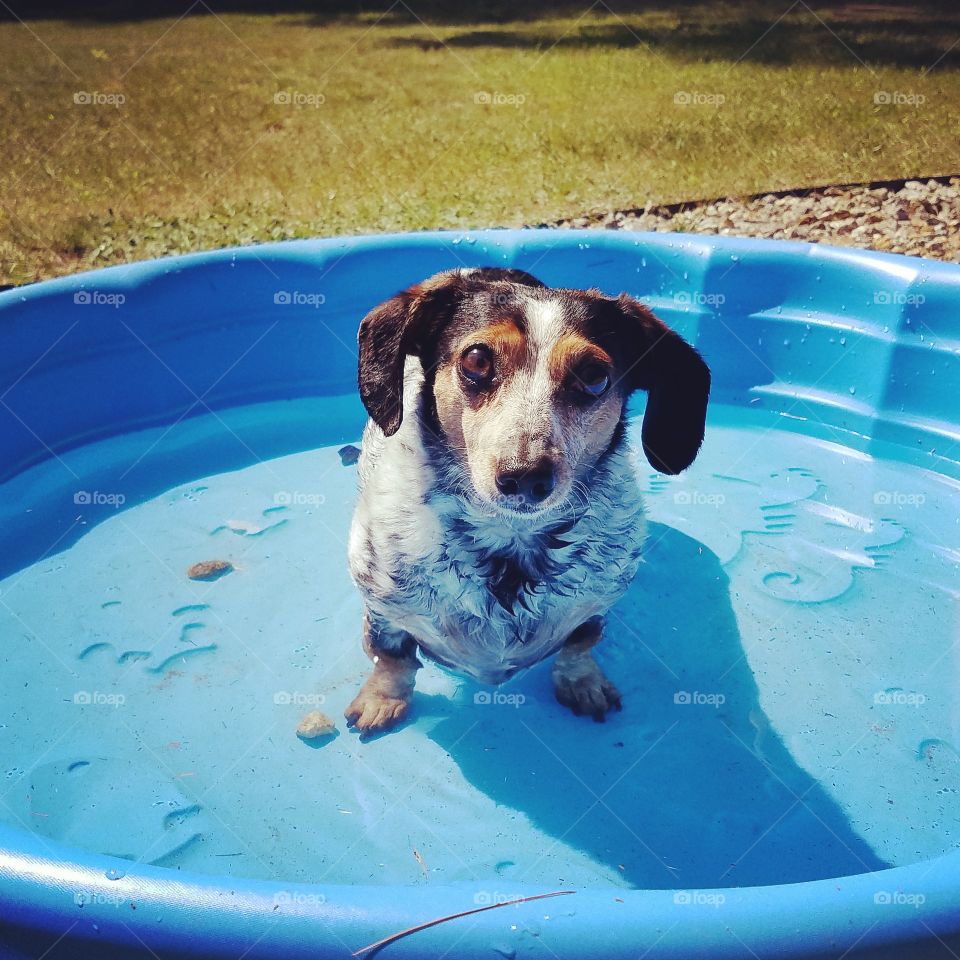 Every little dog need a little pool