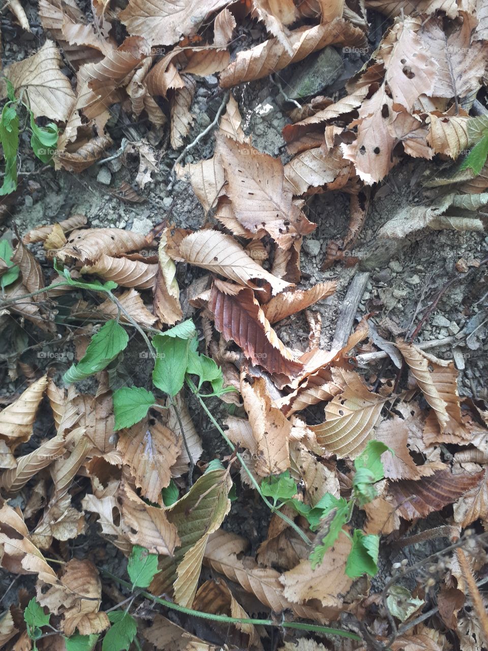 dry leaves from trees and green leaves of grass on the ground