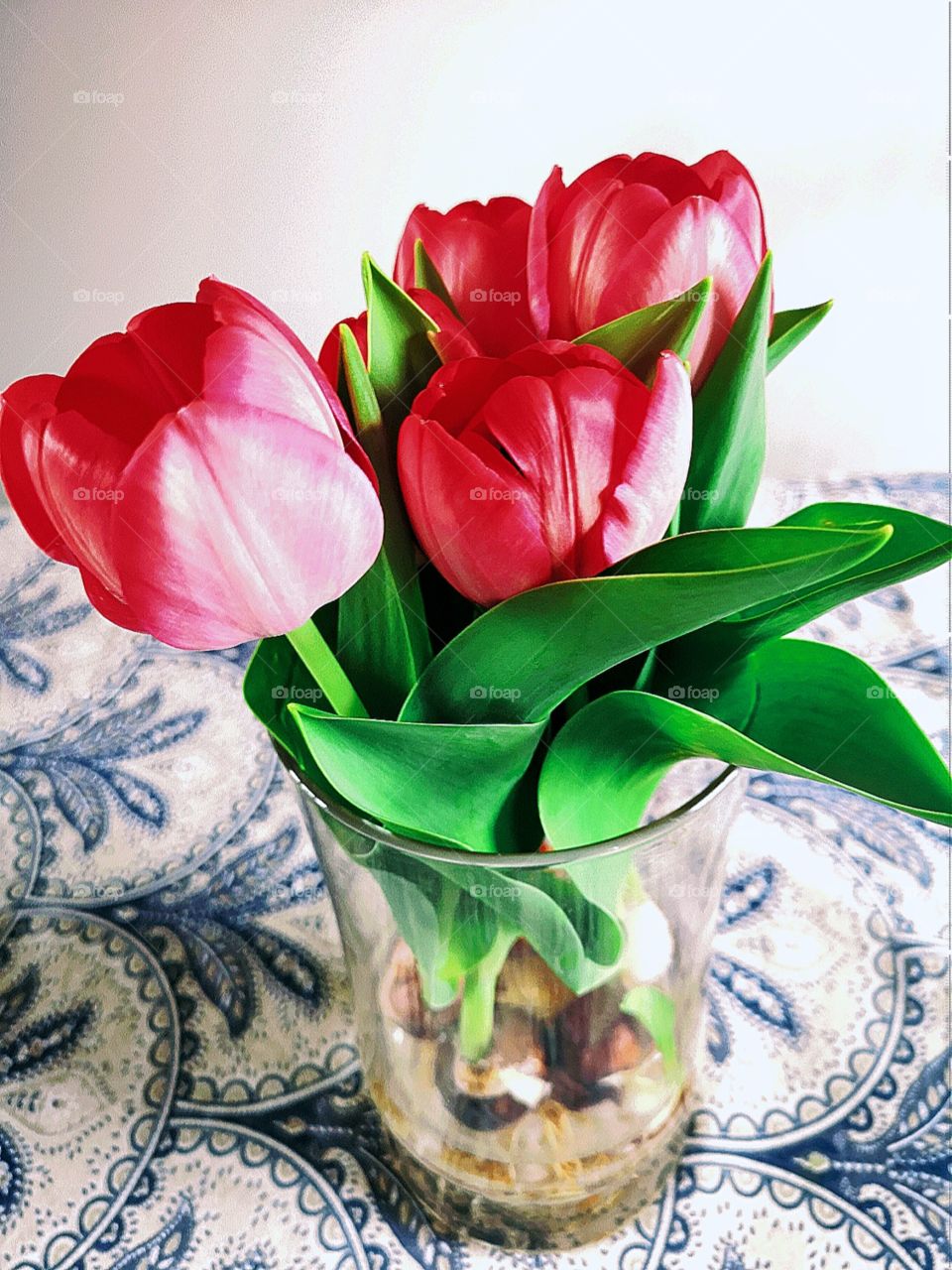 red tulips bulbs in a vase