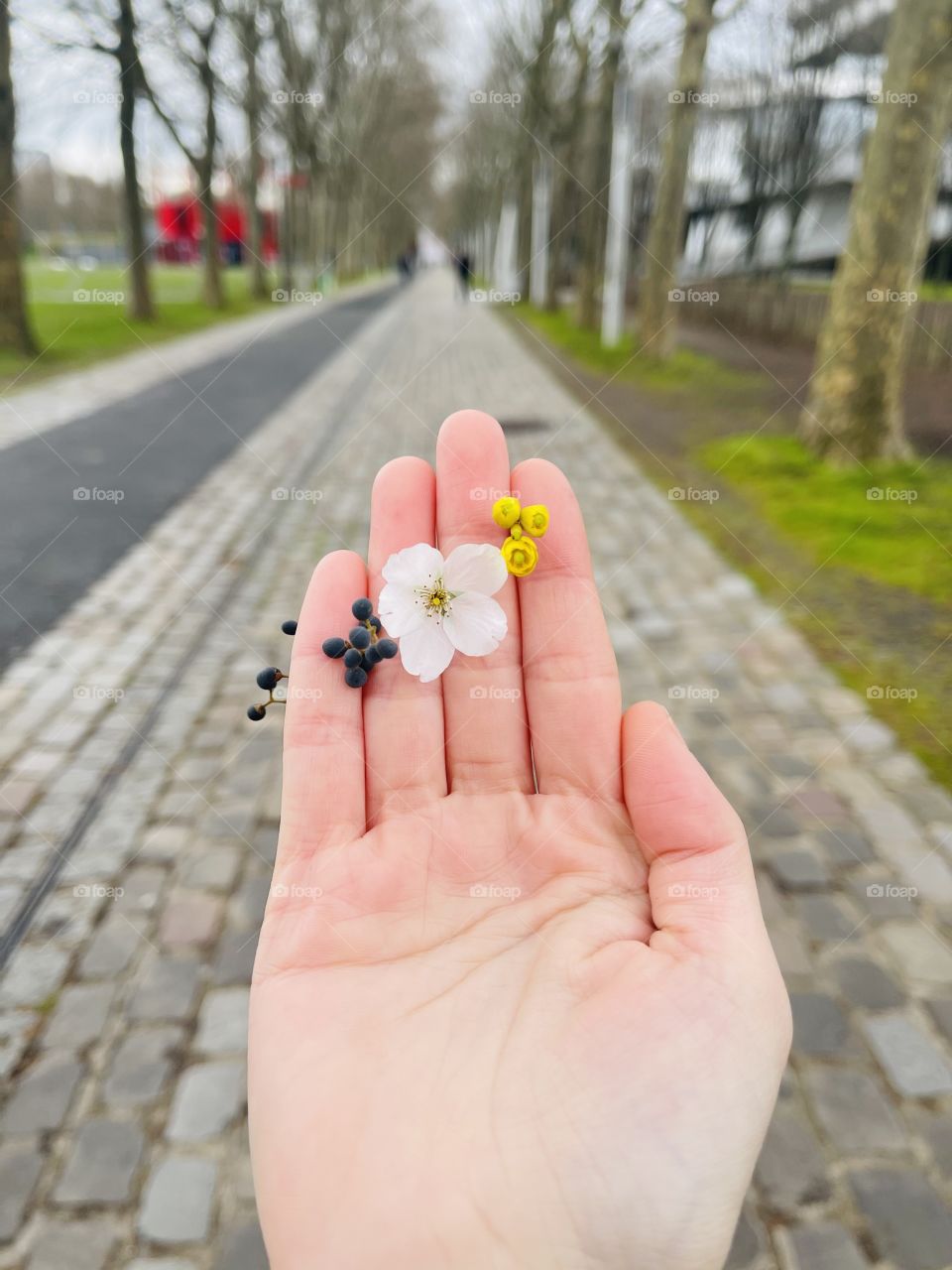 Tiny spring flowers 