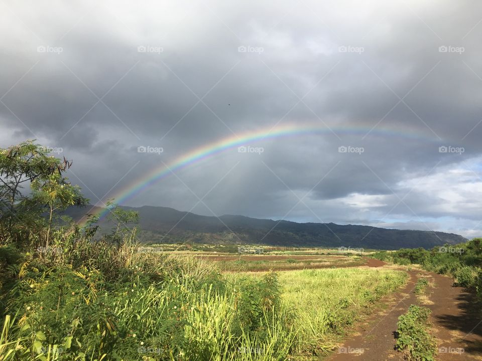 Hawaii rainbow 