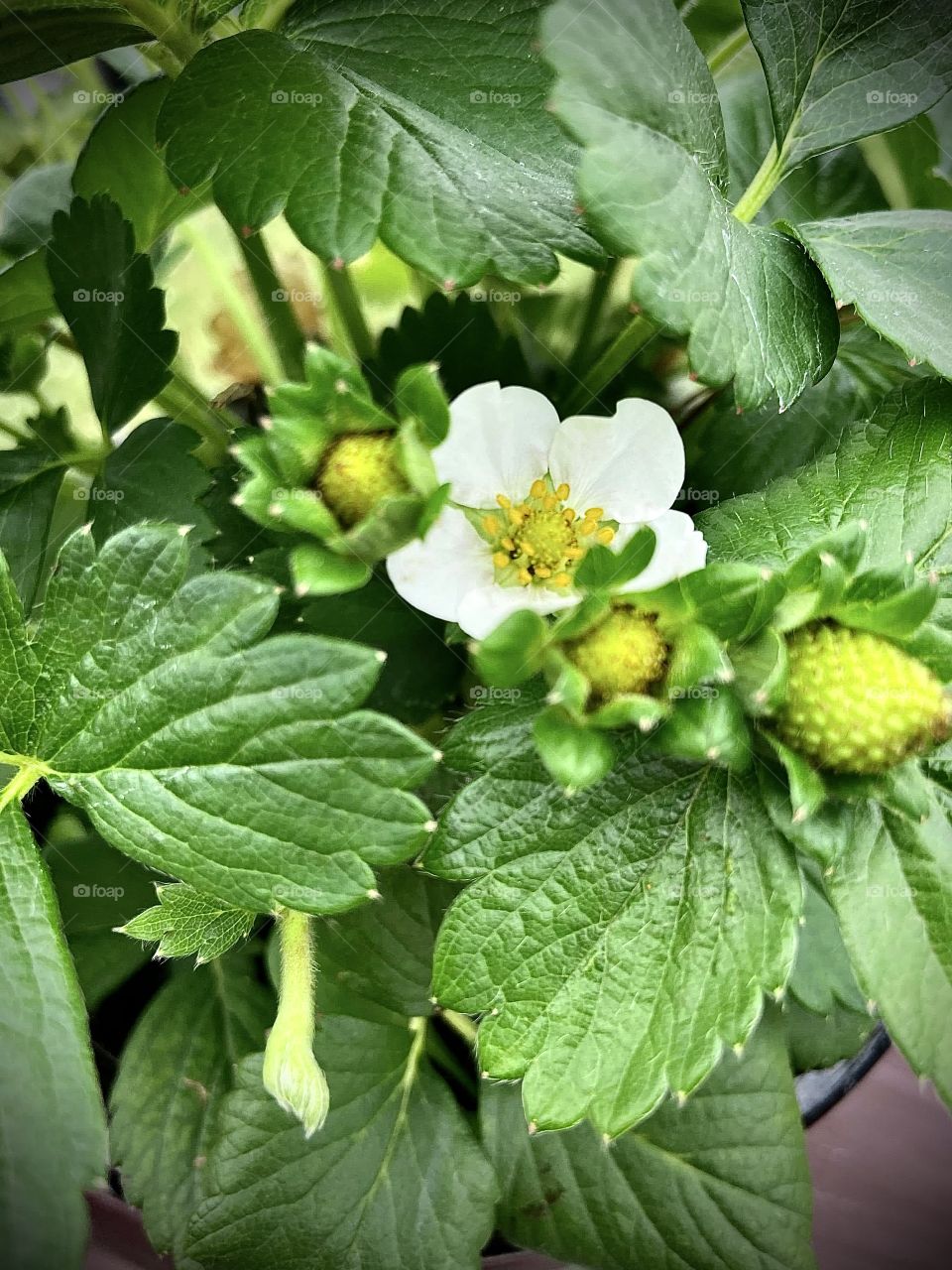 Strawberries of summer