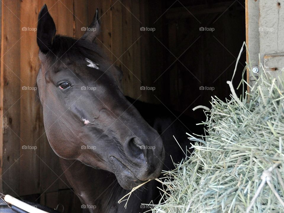 Alto Sky. Alto Sky standing tall in his stall at Saratoga a day before he races. 
Zazzle.com/Fleetphoto 