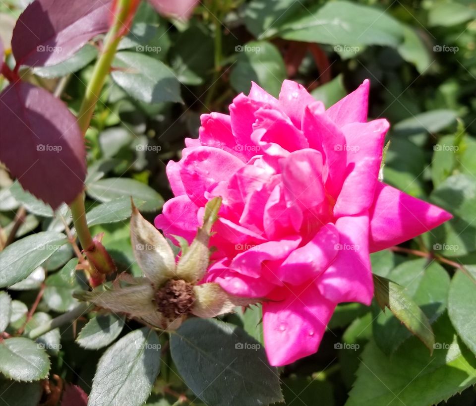 lovely pink rose