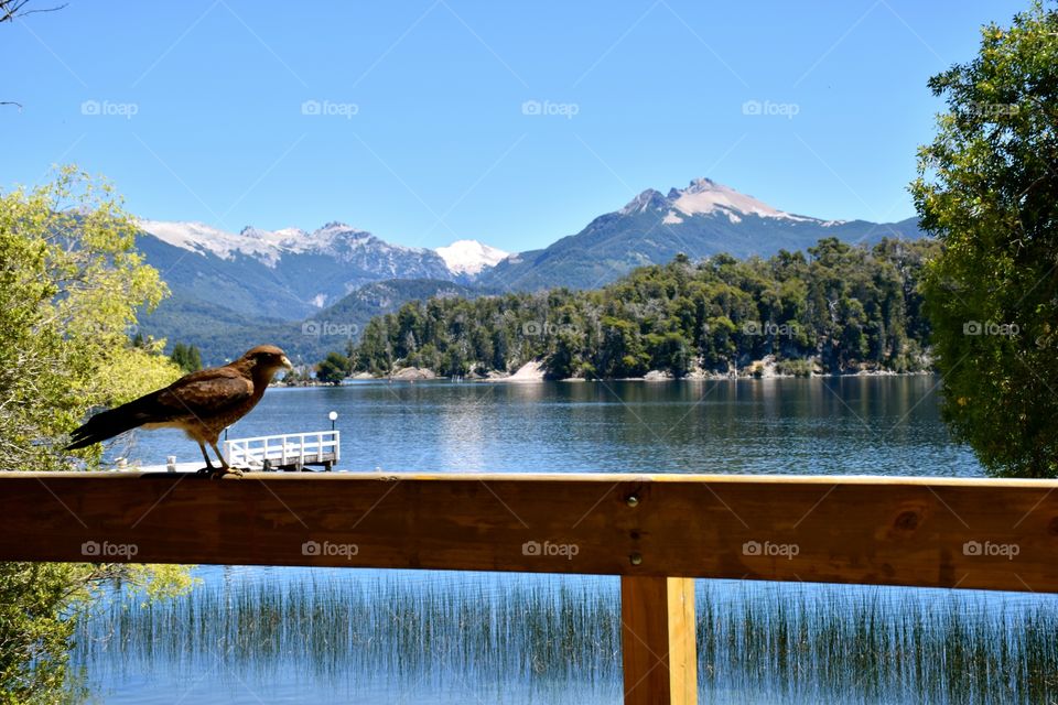 Bird standing on a balcany in front of a lake.