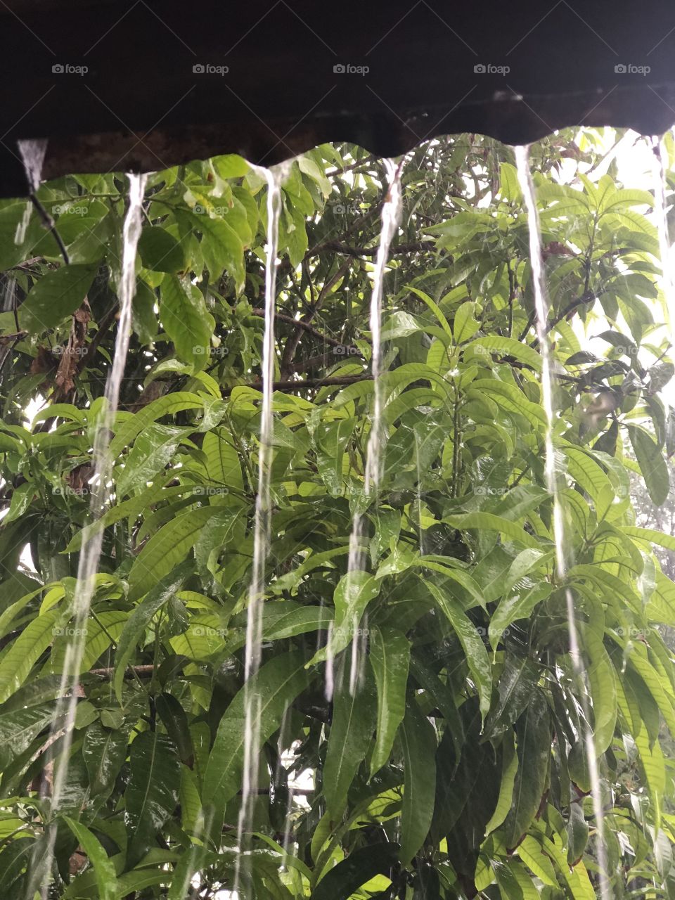 Rain 