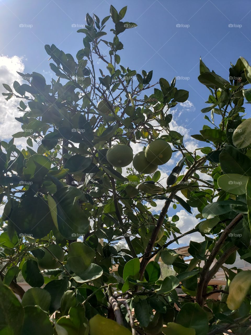 grapefruit growing