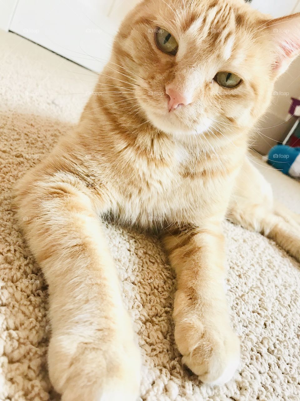 Sweetest orange tabby cat getting his glam shots for the day, and seems to be enjoying it! 