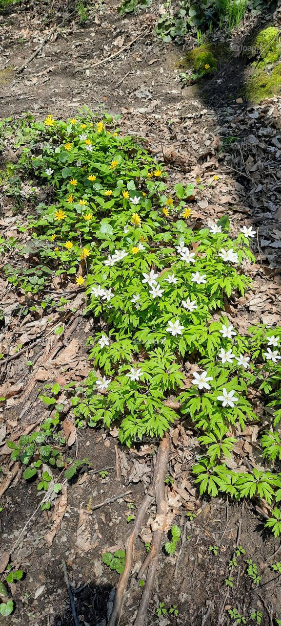 spring flowers in the forest