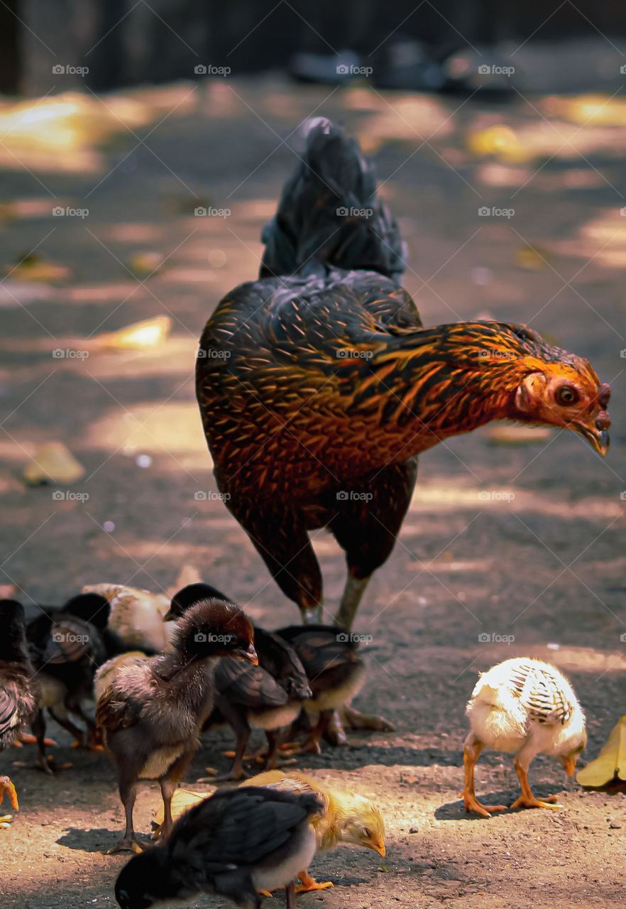 The mother hen and her chicks are looking for food.