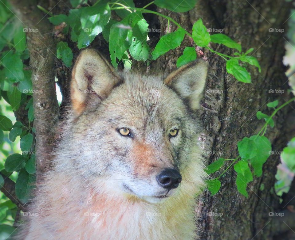 Ecomuseum Montreal - Wolf