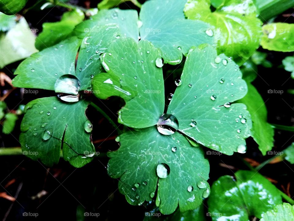 Raindrops and leaves