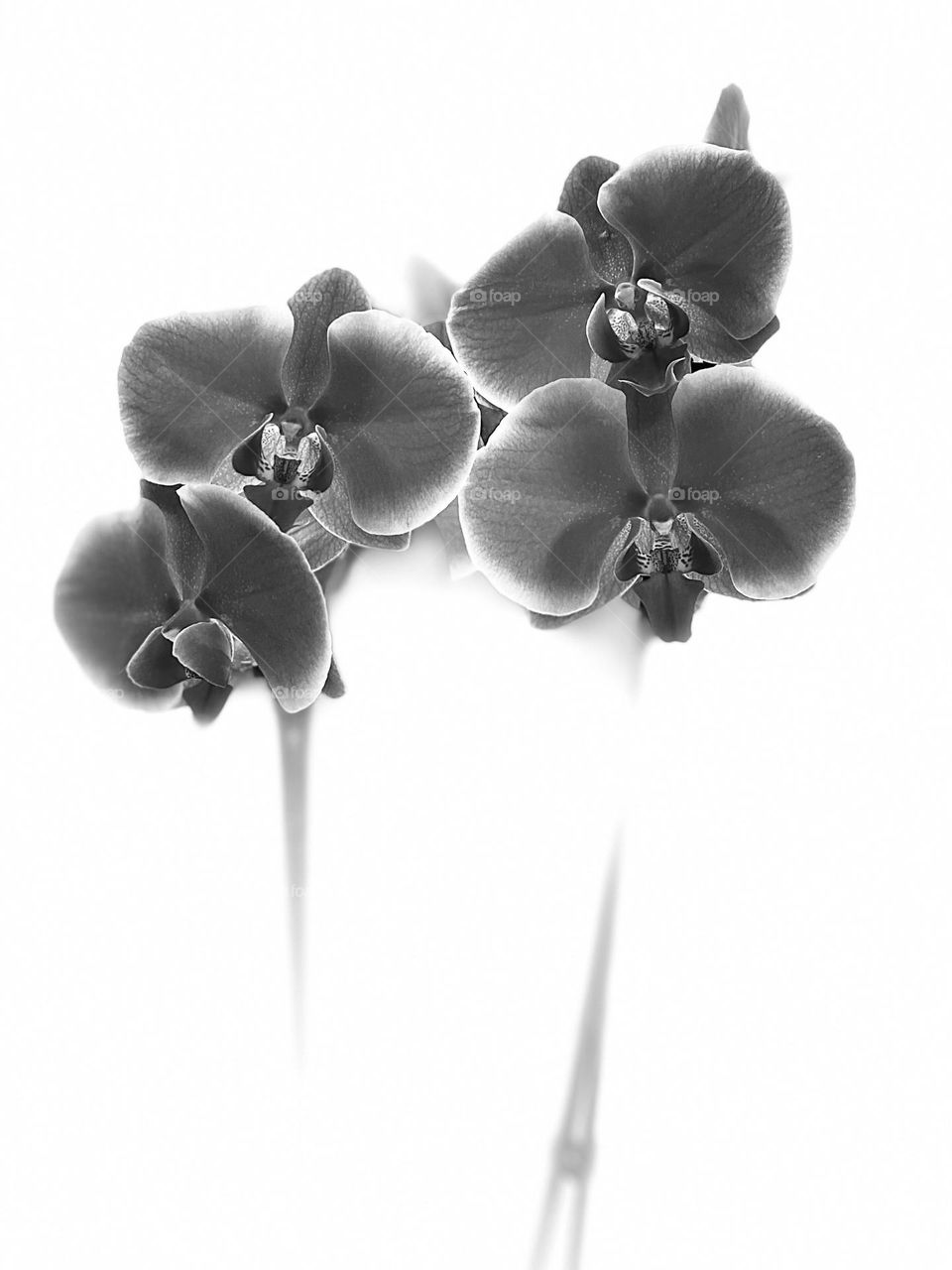 Beautiful orchid flowers. Black and white photo