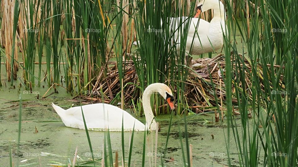 Swans prepare for baby