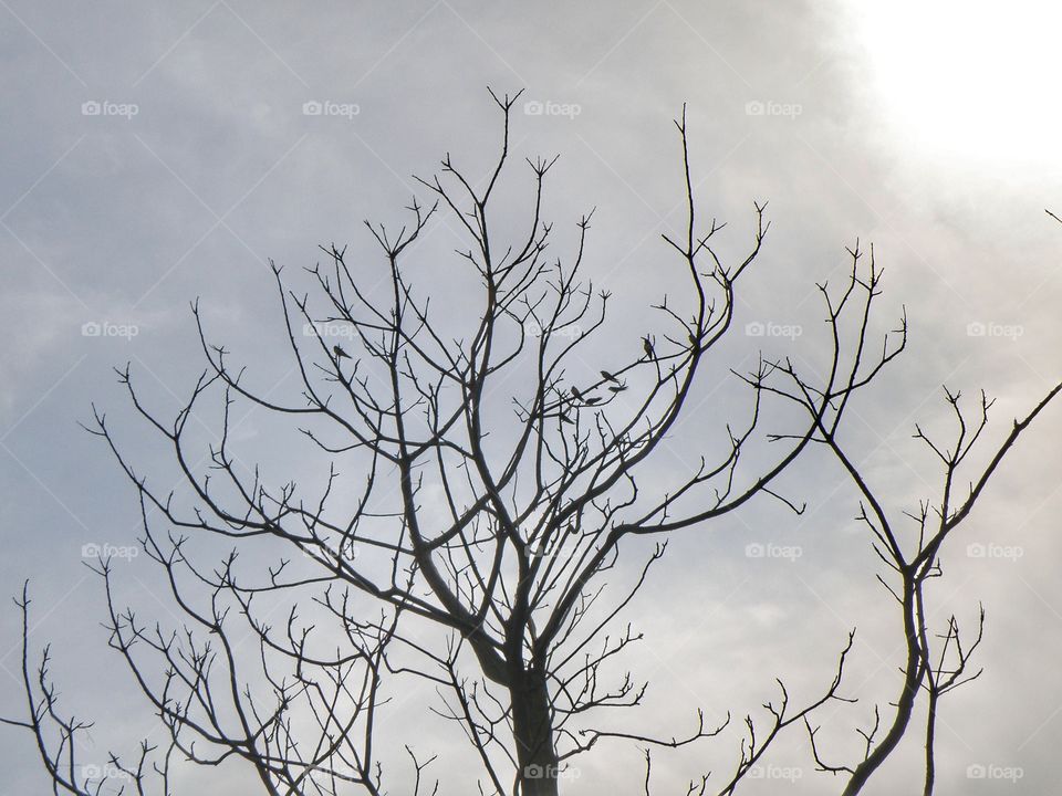 Low angle view of tree branch