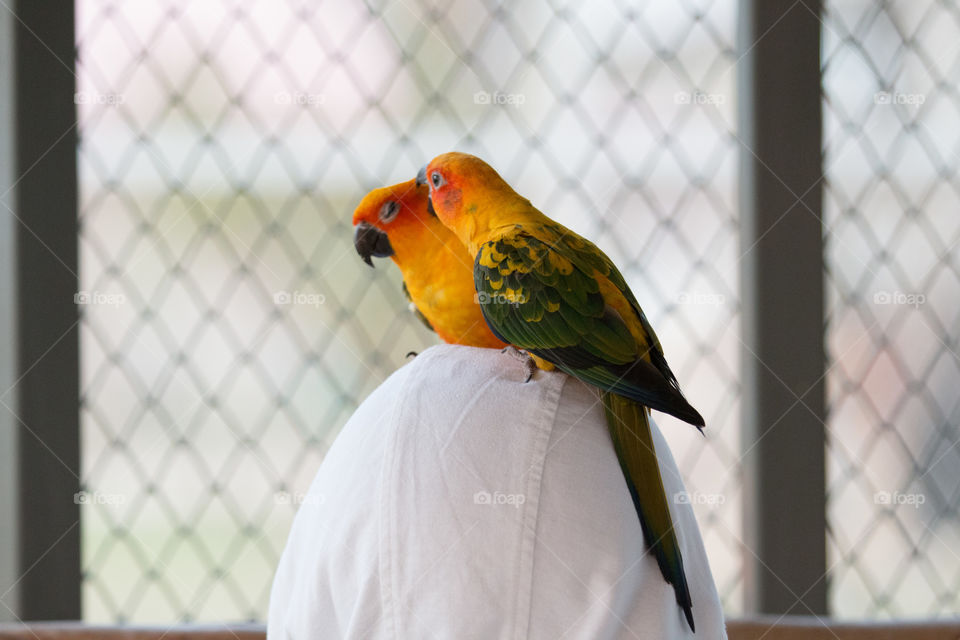 Bird on the head