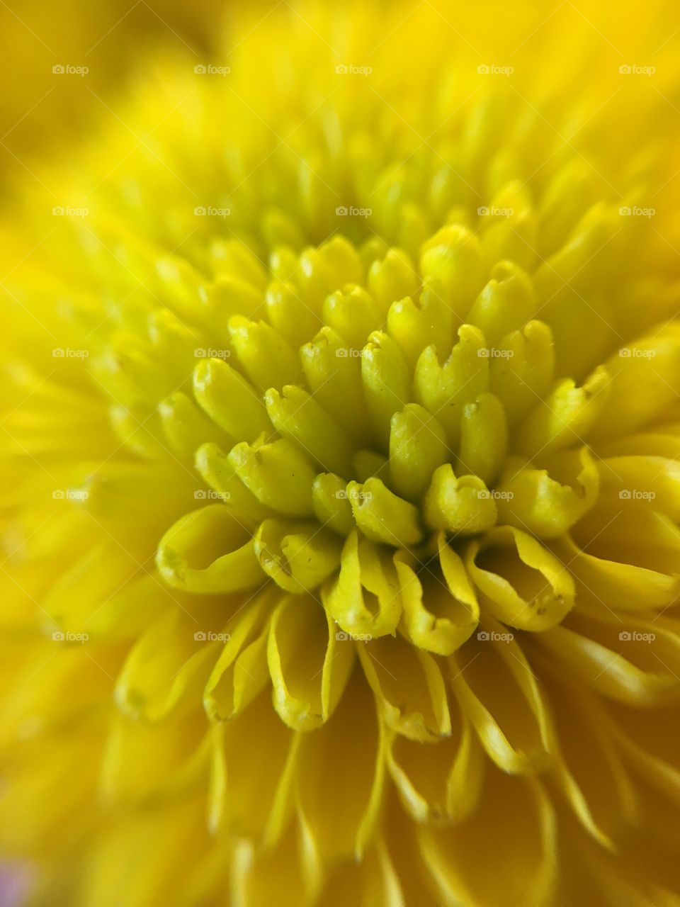 Yellow closeup