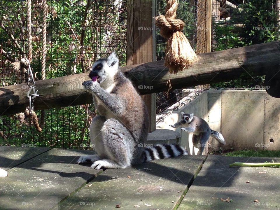 Leaping Lemurs