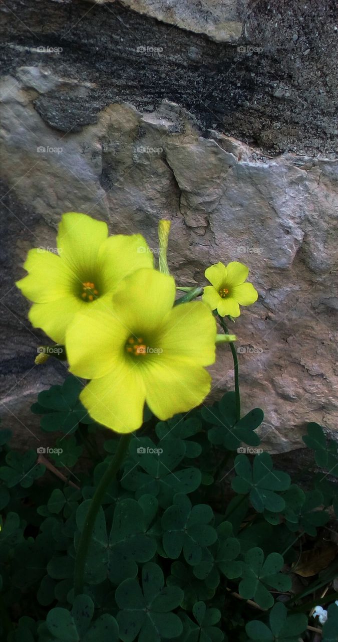 Yellow blooming wildflower in nature near stone wall