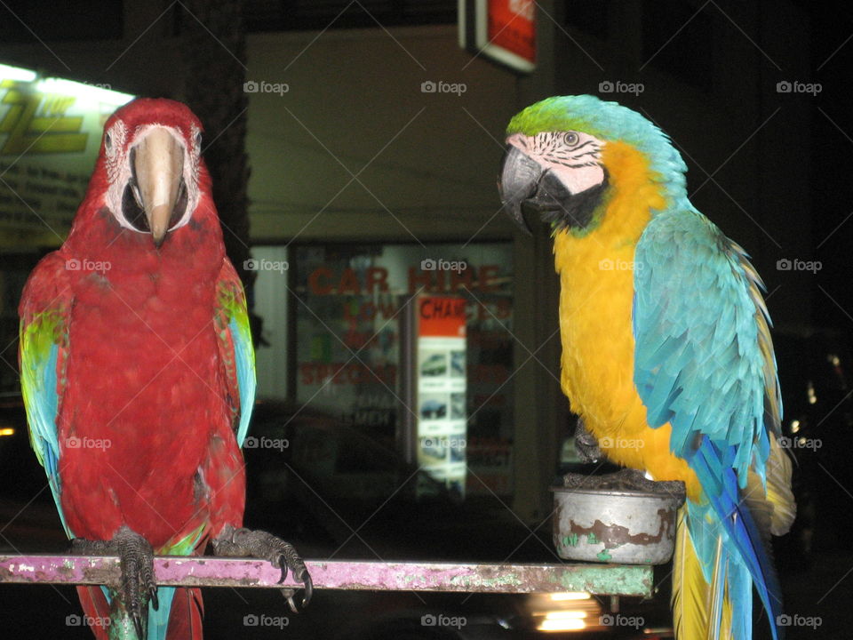 2 parrot