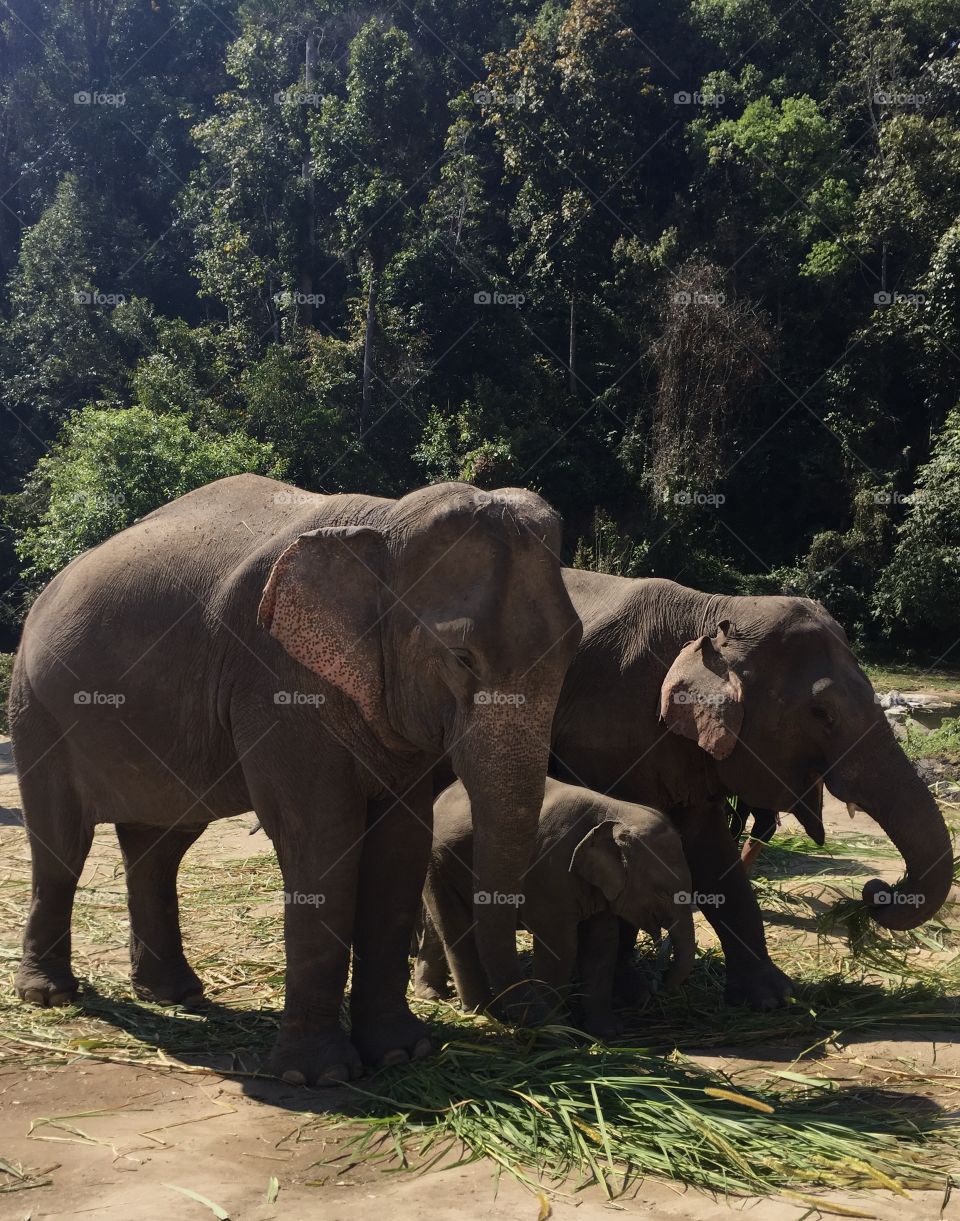 Tailandia. Visiting Elephant’s Sanctuary. Beautiful animals 