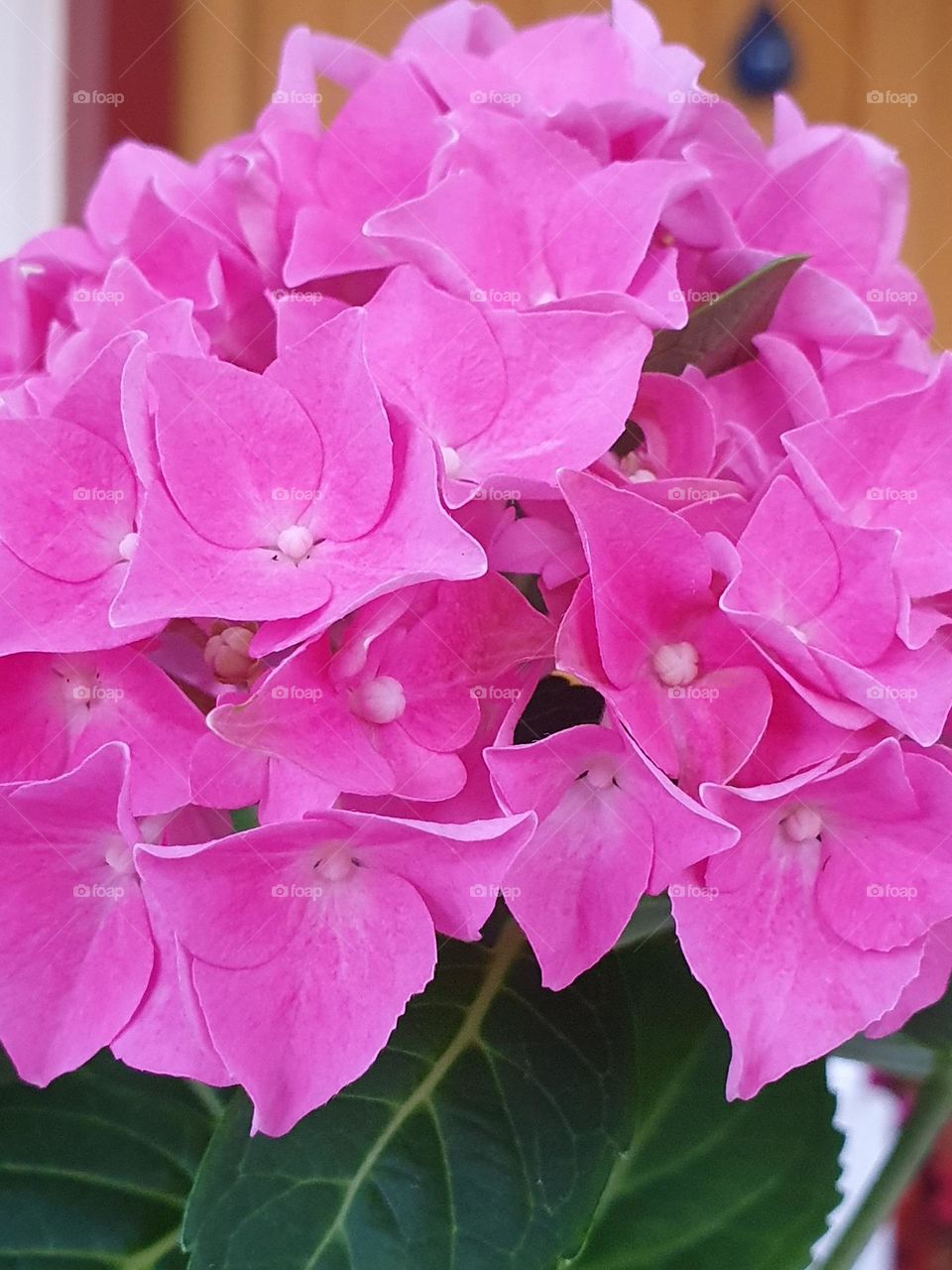 Pink flower sweden