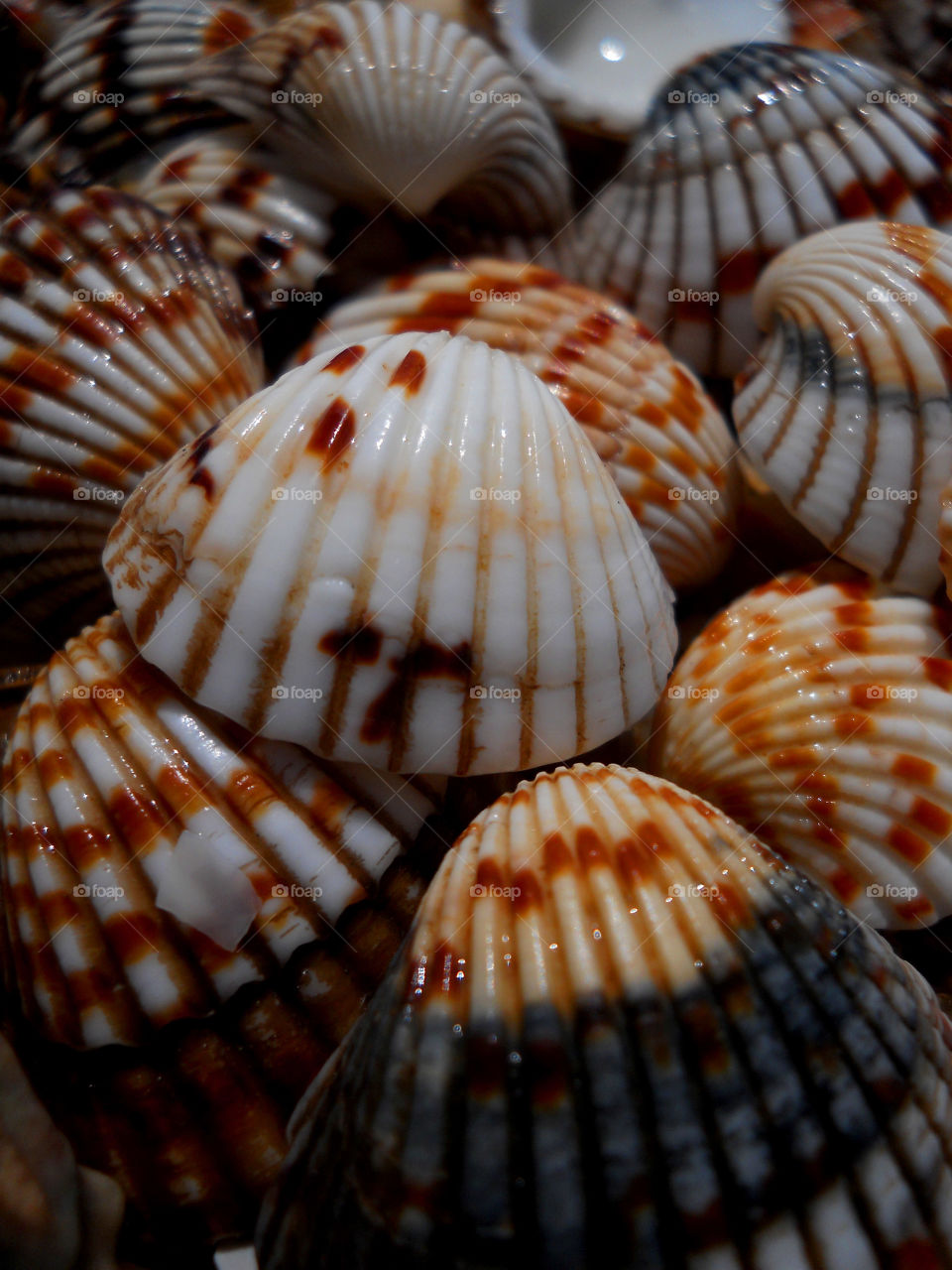 seashell
