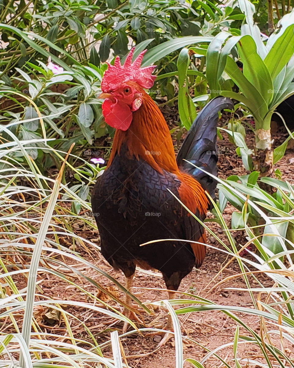 the rooster on the farm