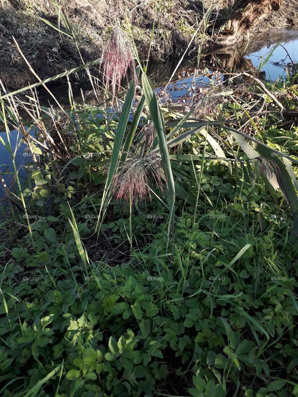 reed at riverbank