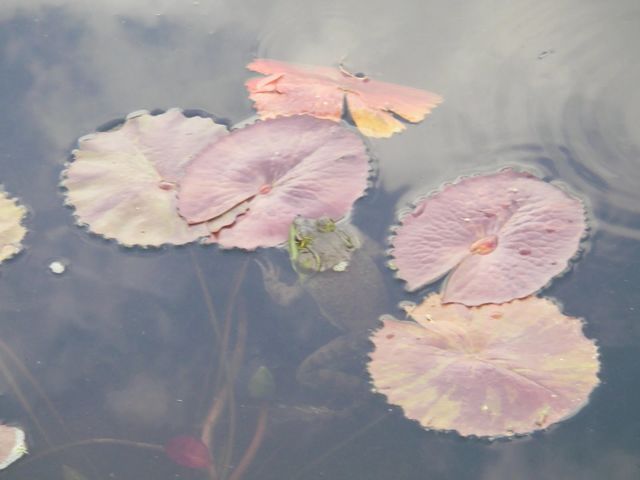 Bullfrog Among Lily Pads