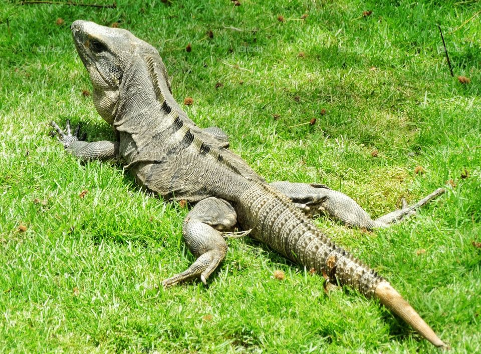 Mexican Iguana. Large Iguana Basking In The Sun In Cancún Mexico
