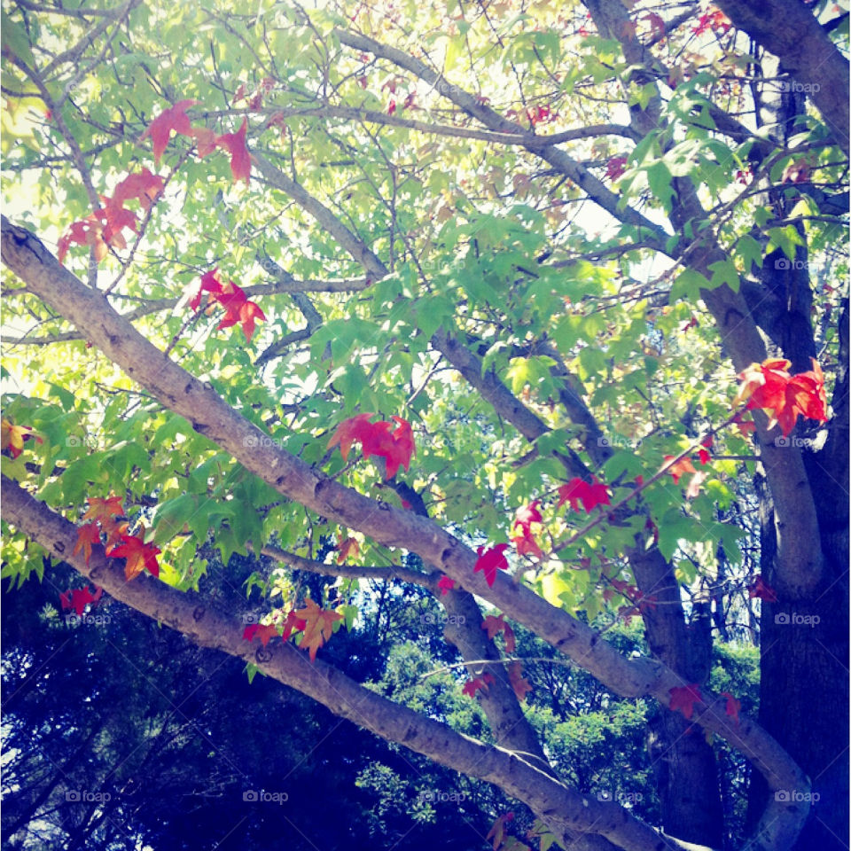 Taken on a suburban street on a hot afternoon at the end of summer.