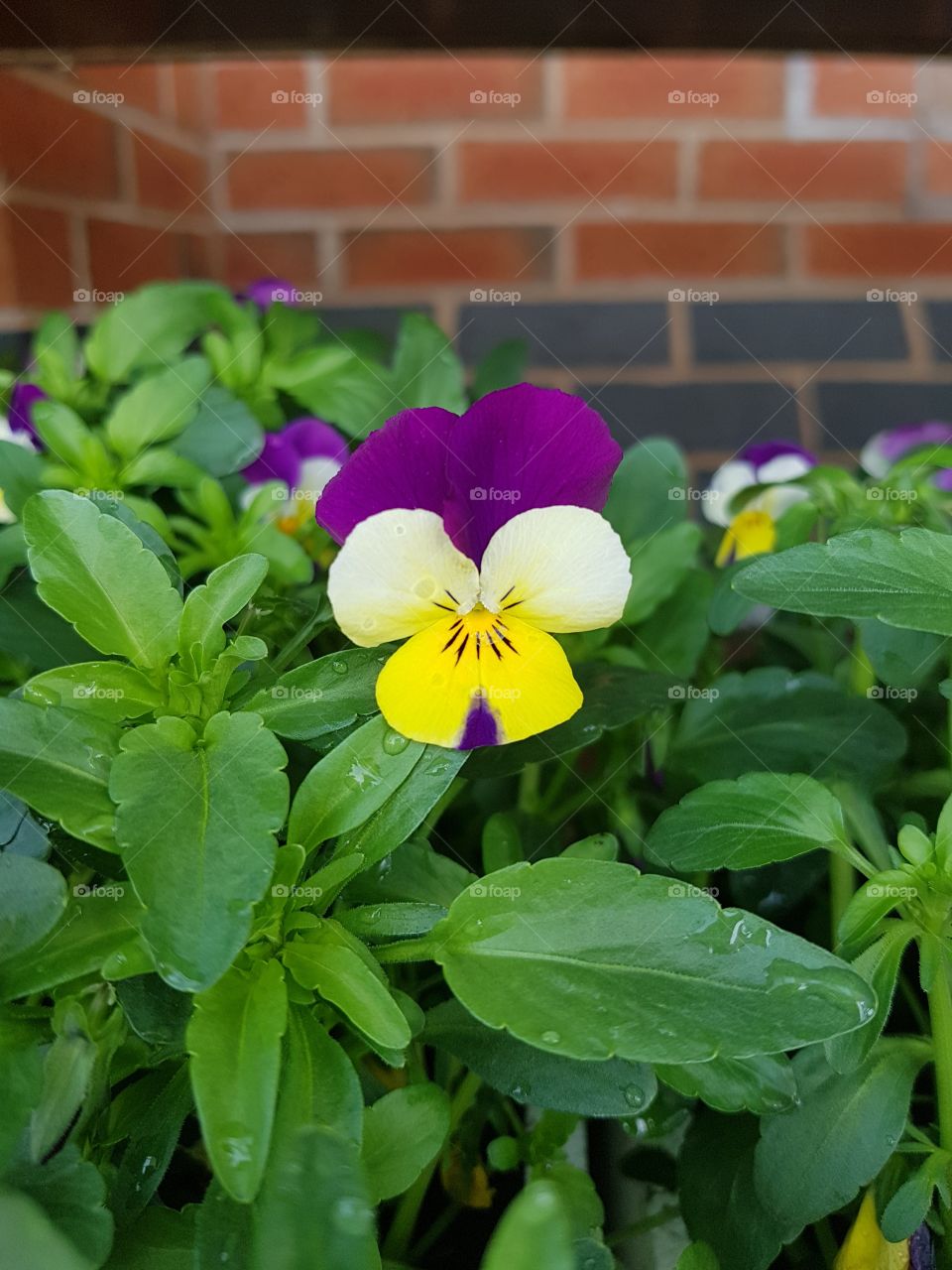 tri colour purple white and yellow pansy