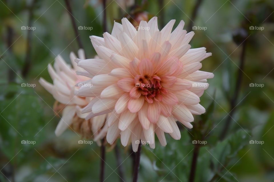 Chrysanthemum