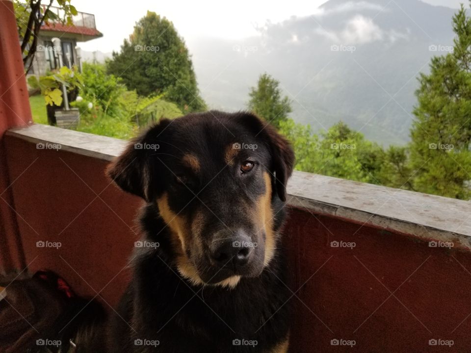 stray dog in nepal