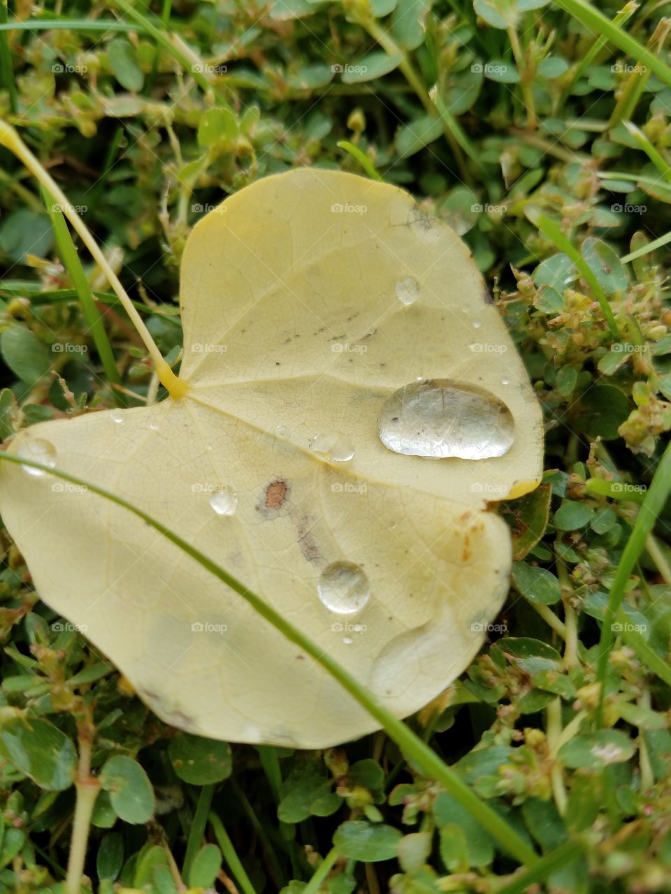 water on a leaf