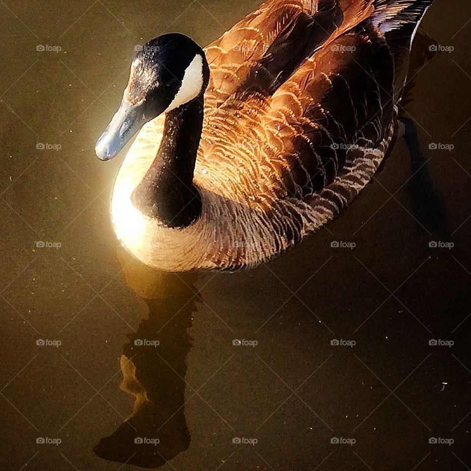 Duck reflection