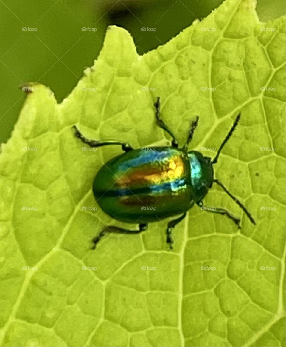 Grüner Käfer auf hellgrünem Blatt