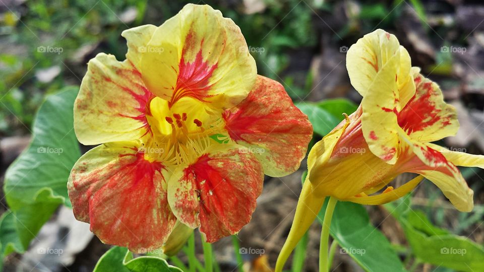 Nasturtium. Flower