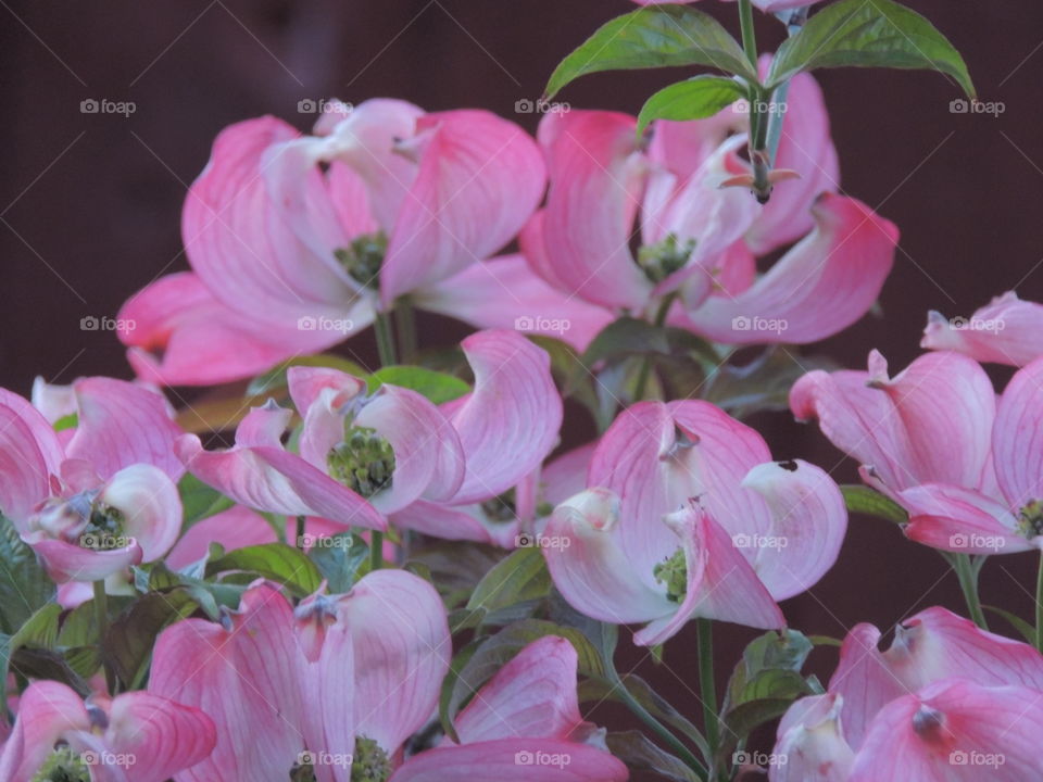 Pink dogwood