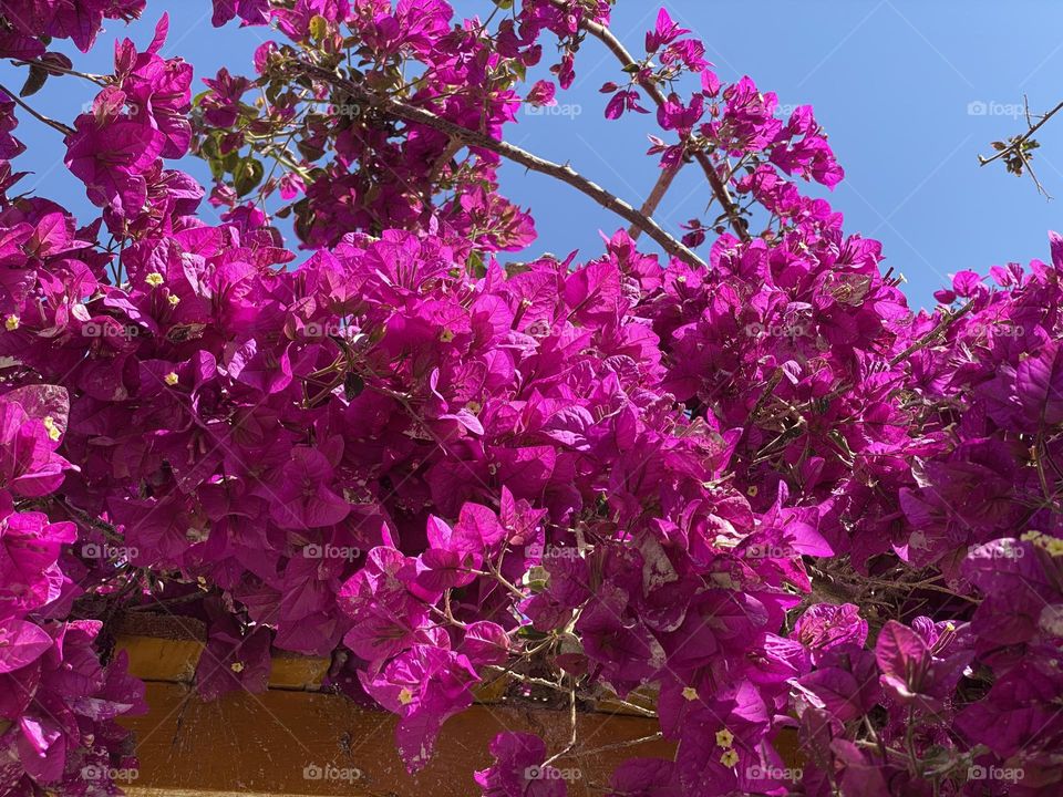 Pink flowers 