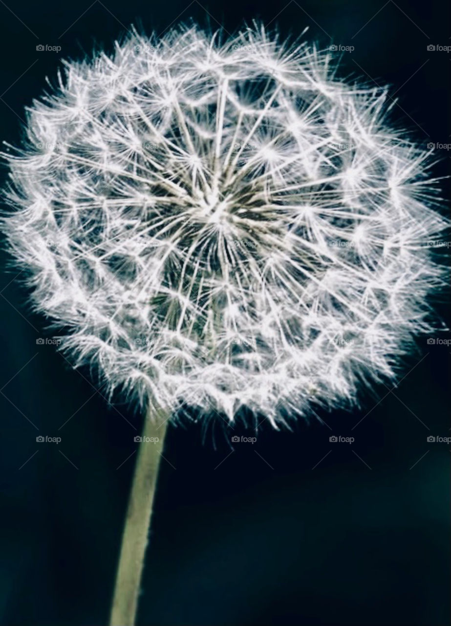 One lonely Dandelion sitting in the garden before it’s picked and the exposed seeds fly into the wind