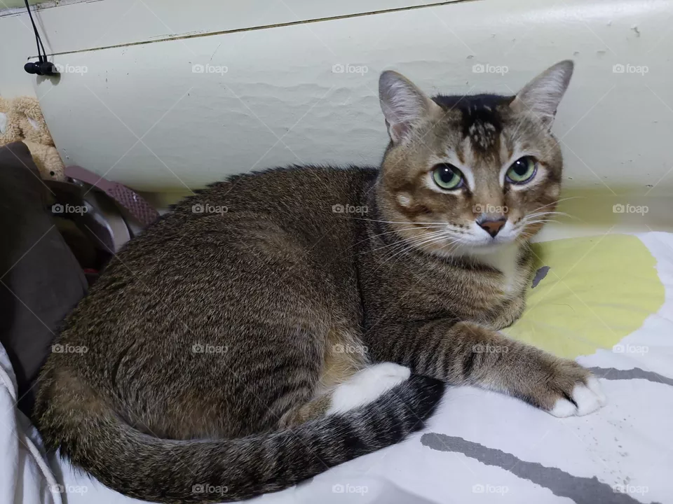 cat