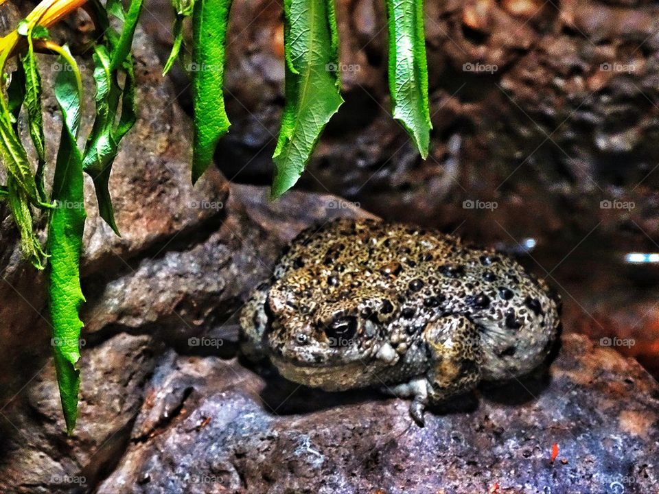 Western toad