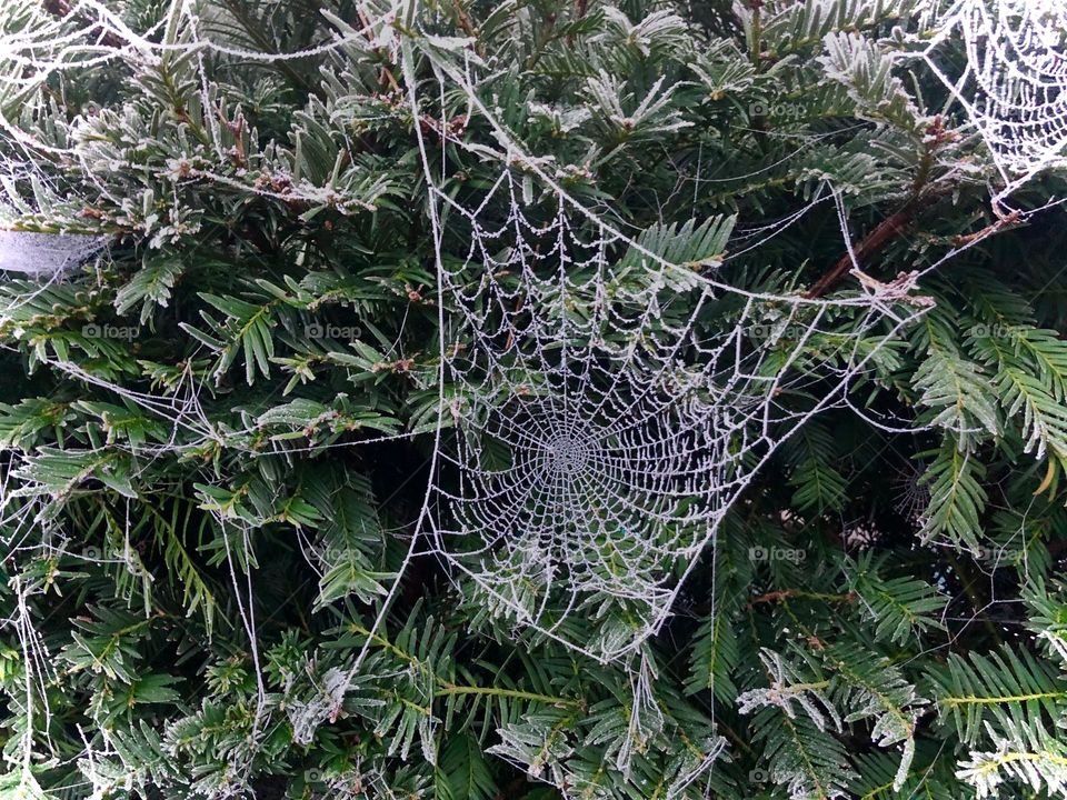 Spider net