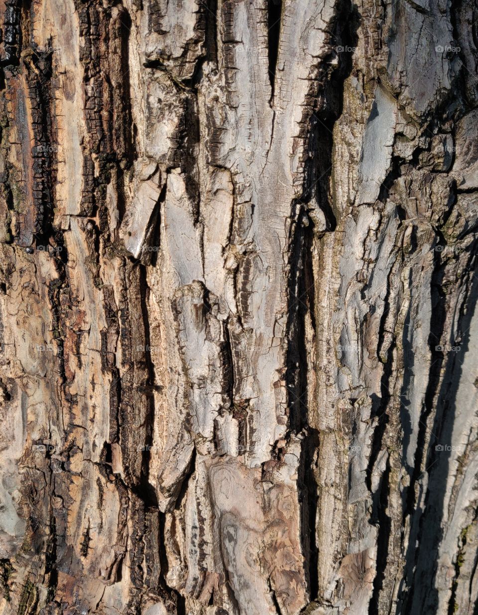 Textures from tree bark