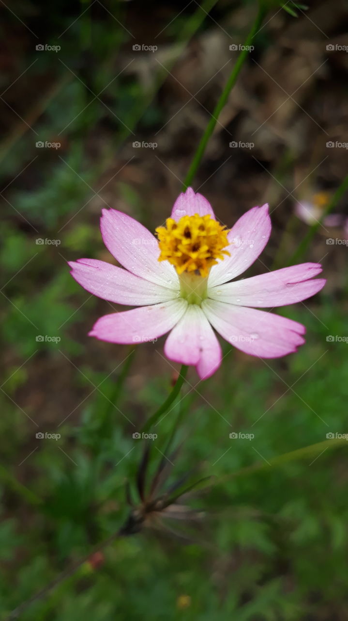 cosmos flower with a pink colour..