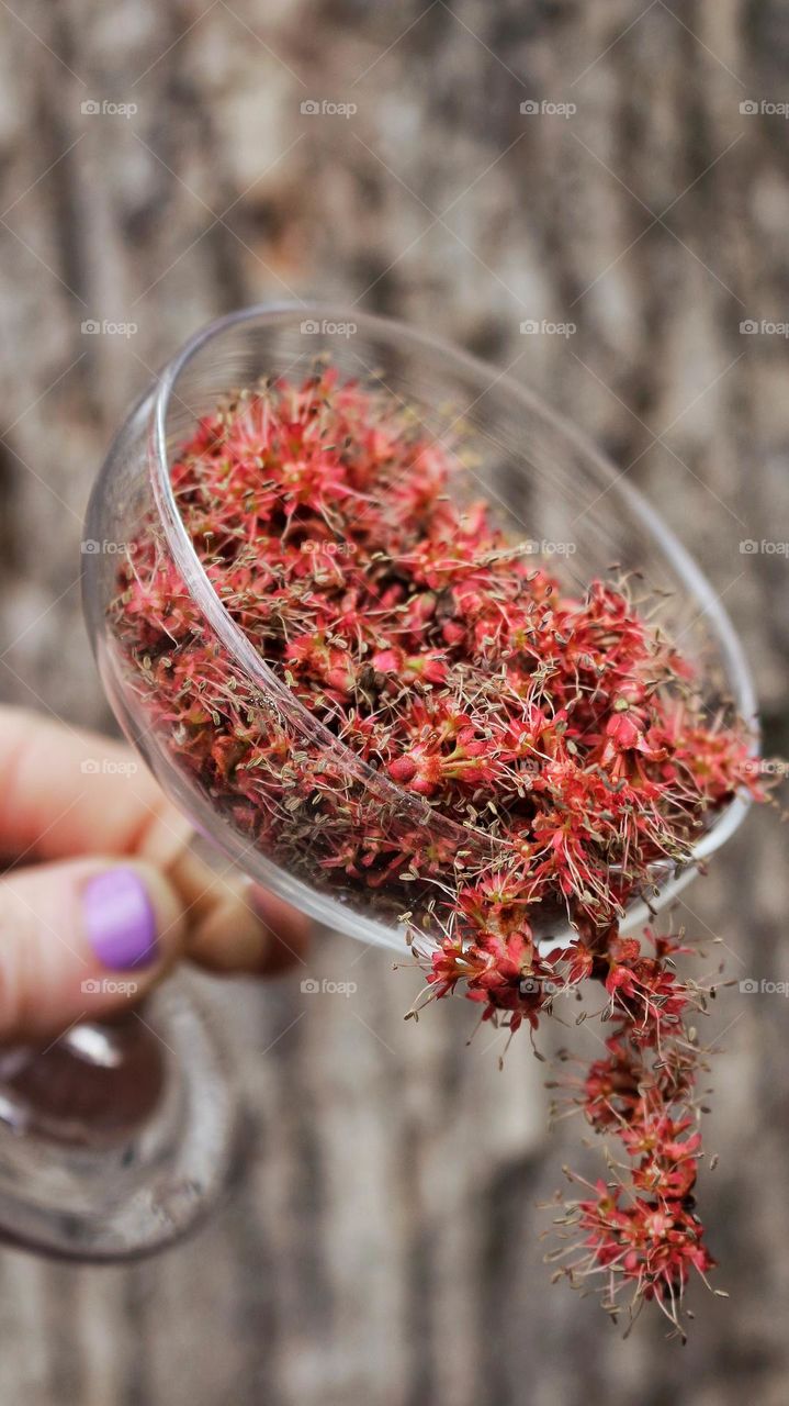 A woman pours out a glass of red flowers that have fallen from a budding Red Maple tree.