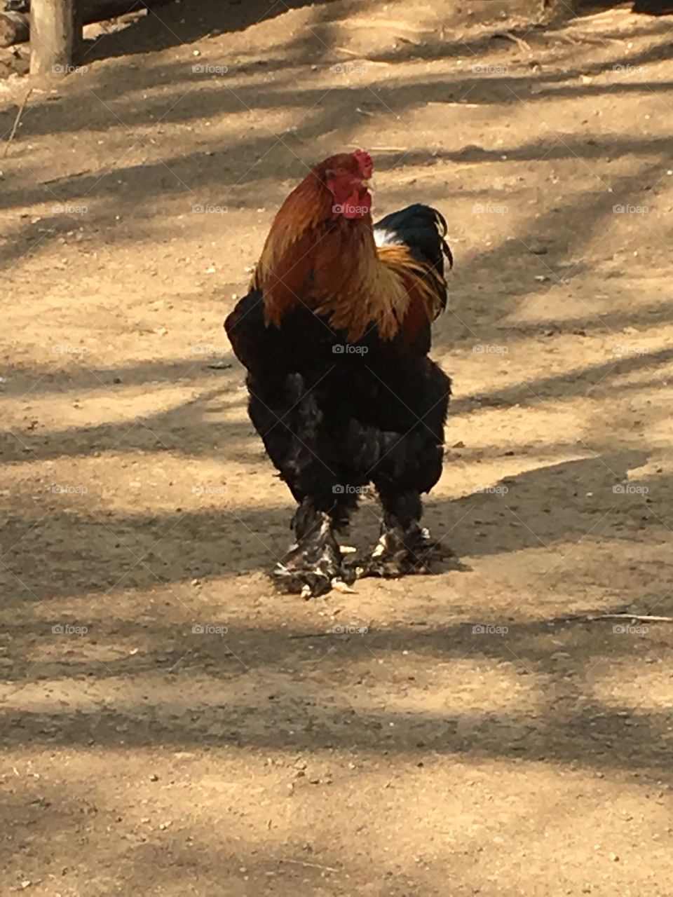 Chicken cock 